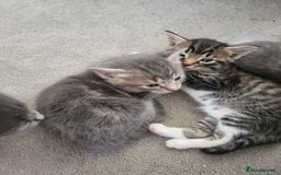 Domestic Shorthair cats for sale: Gorgeous Kittens for sale - Image 4