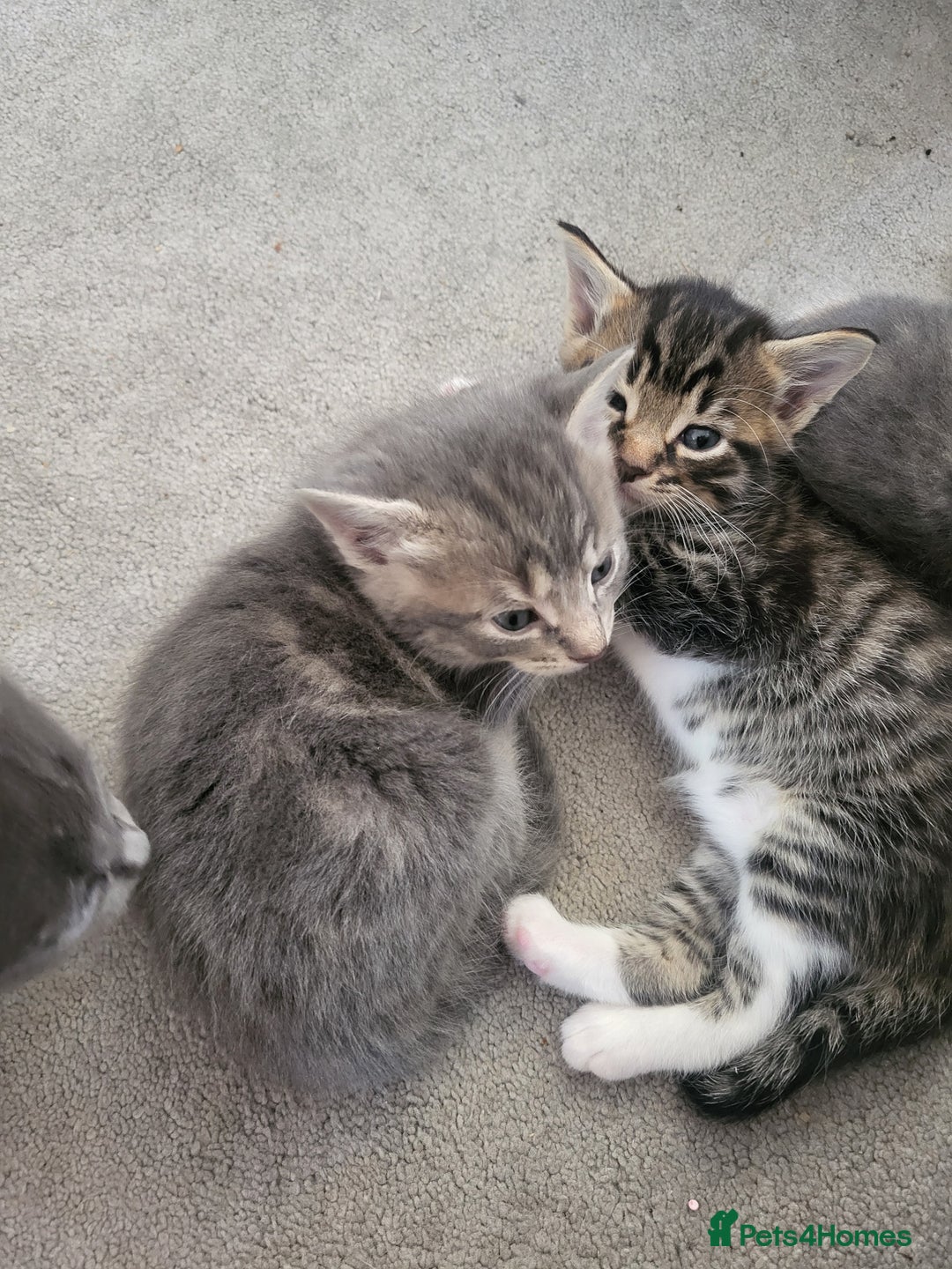 Domestic Shorthair cats for sale: Gorgeous Kittens for sale - Image 4