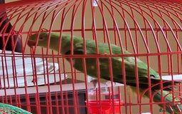 Ringnecks birds for sale: Juvenile DNA sexed Female Ringneck  - Image 2