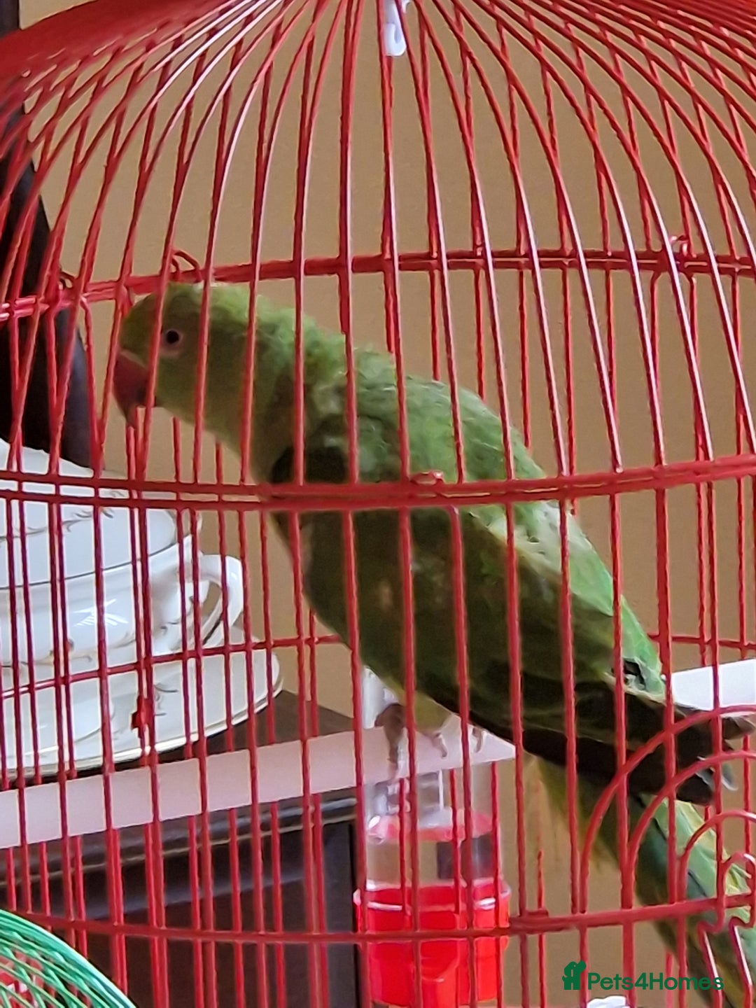 Ringnecks birds for sale: Juvenile DNA sexed Female Ringneck  - Image 2