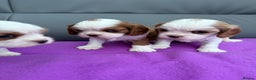 Cavalier King Charles Spaniel dogs for sale: Adorable Cavalier King Charles Spaniel  - Advert 7
