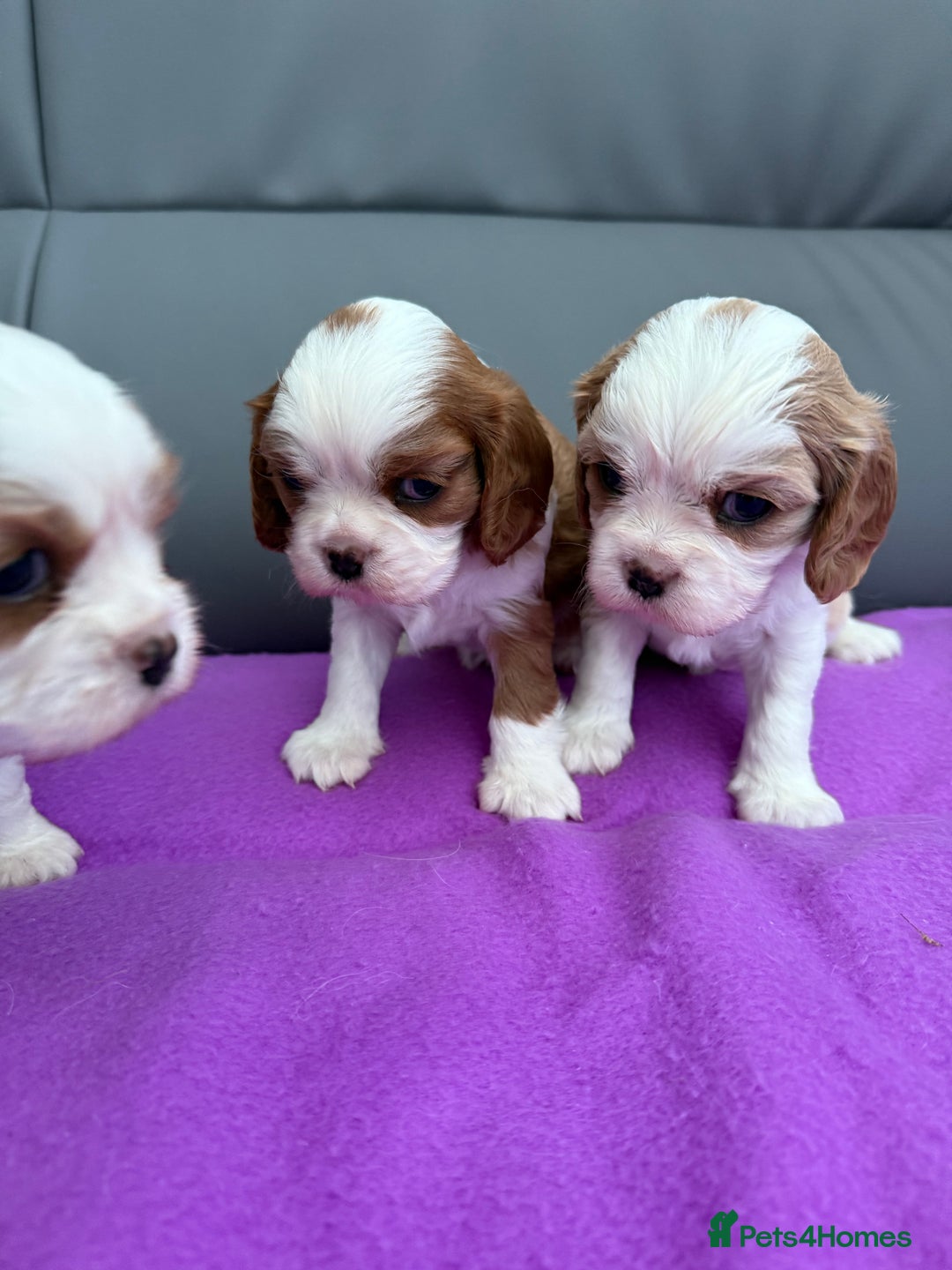 Cavalier King Charles Spaniel dogs for sale: Adorable Cavalier King Charles Spaniel  - Advert 7