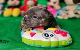 French Bulldog dogs for sale: Beautiful KC registered french bulldog puppies  - Image 6