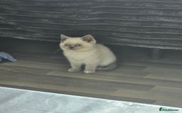 British Shorthair cats for sale: British Shorthair Kittens in Bradford - Image 12