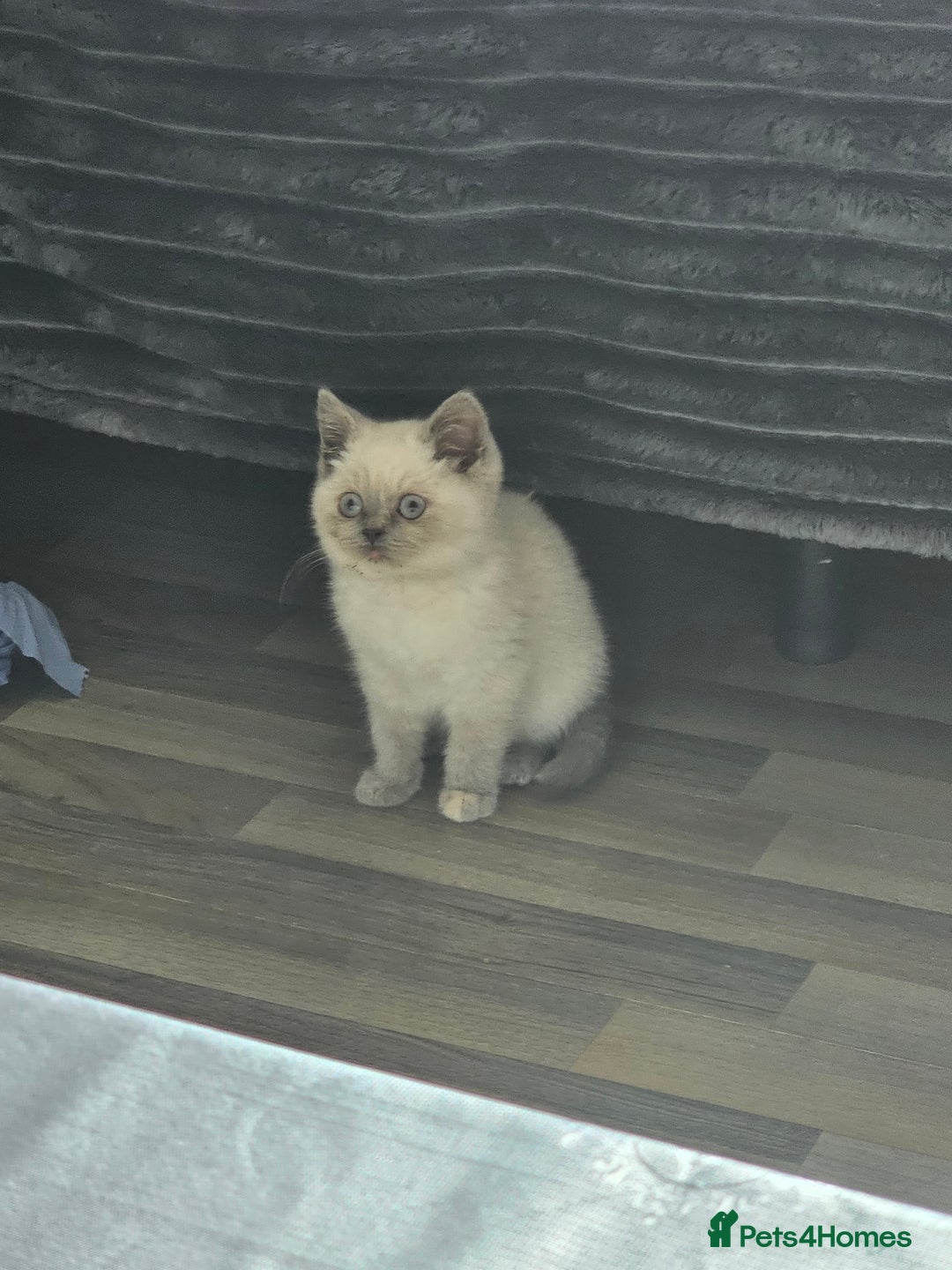 British Shorthair cats for sale: British Shorthair Kittens in Bradford - Image 12