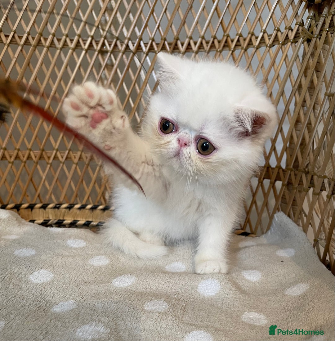 Exotic cats for sale: ❤️Stunning Exotic Shorthair & Longhair Kittens❤️  - Image 14