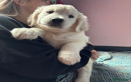 Golden Retriever dogs for sale: Stunning Pale Cream Fluffy Golden Retrievers - Image 23