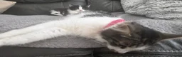 Mixed Breed cats for sale: Male kitten - Advert 6