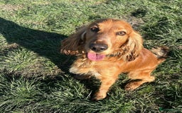 Cocker Spaniel dogs for sale: Stunning Red Cocker Spaniel Due  - Image 6