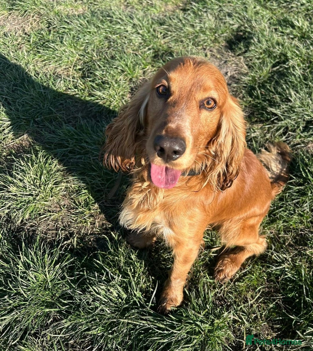 Cocker Spaniel dogs for sale: Stunning Red Cocker Spaniel Due  - Image 6