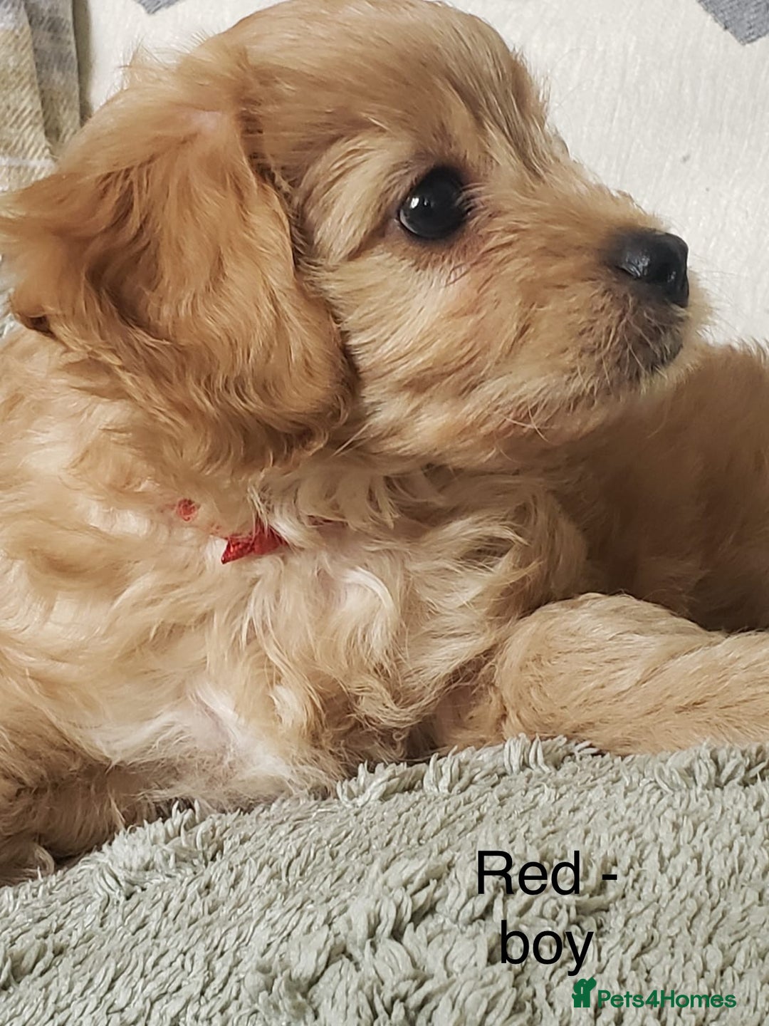 Cavapoo dogs for sale: 7 week old Cavapoo puppies - Bucks/Herts border - Image 3