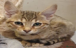 Savannah cats for sale: Fabulous F5 SBT Savannah Kittens! - Image 6