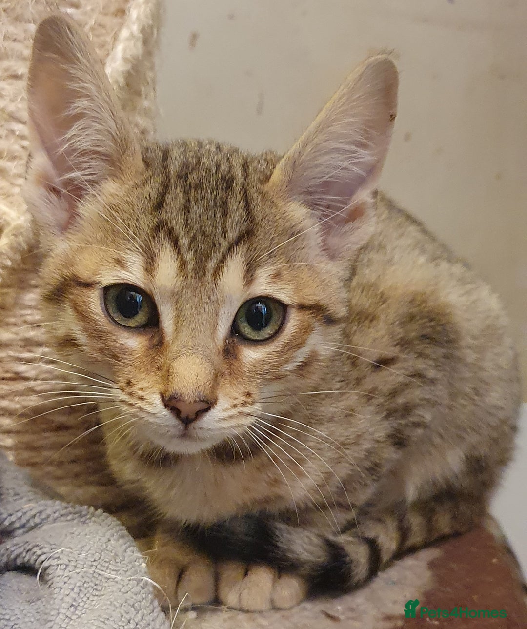 Savannah cats for sale: Fabulous F5 SBT Savannah Kittens! - Image 6