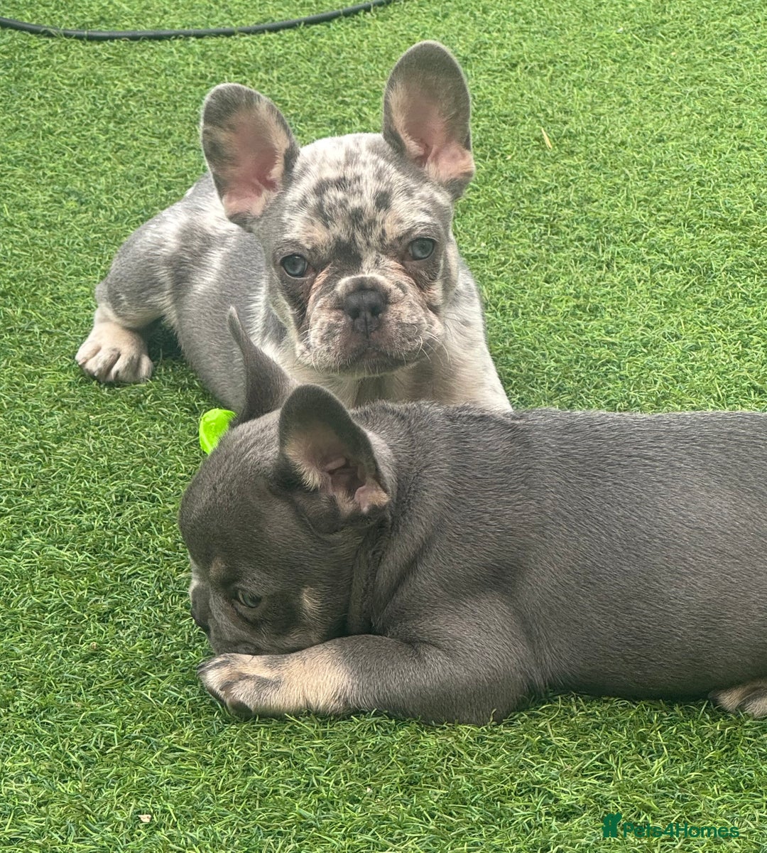 French Bulldog dogs for sale: Last girl left French bulldog - Image 4