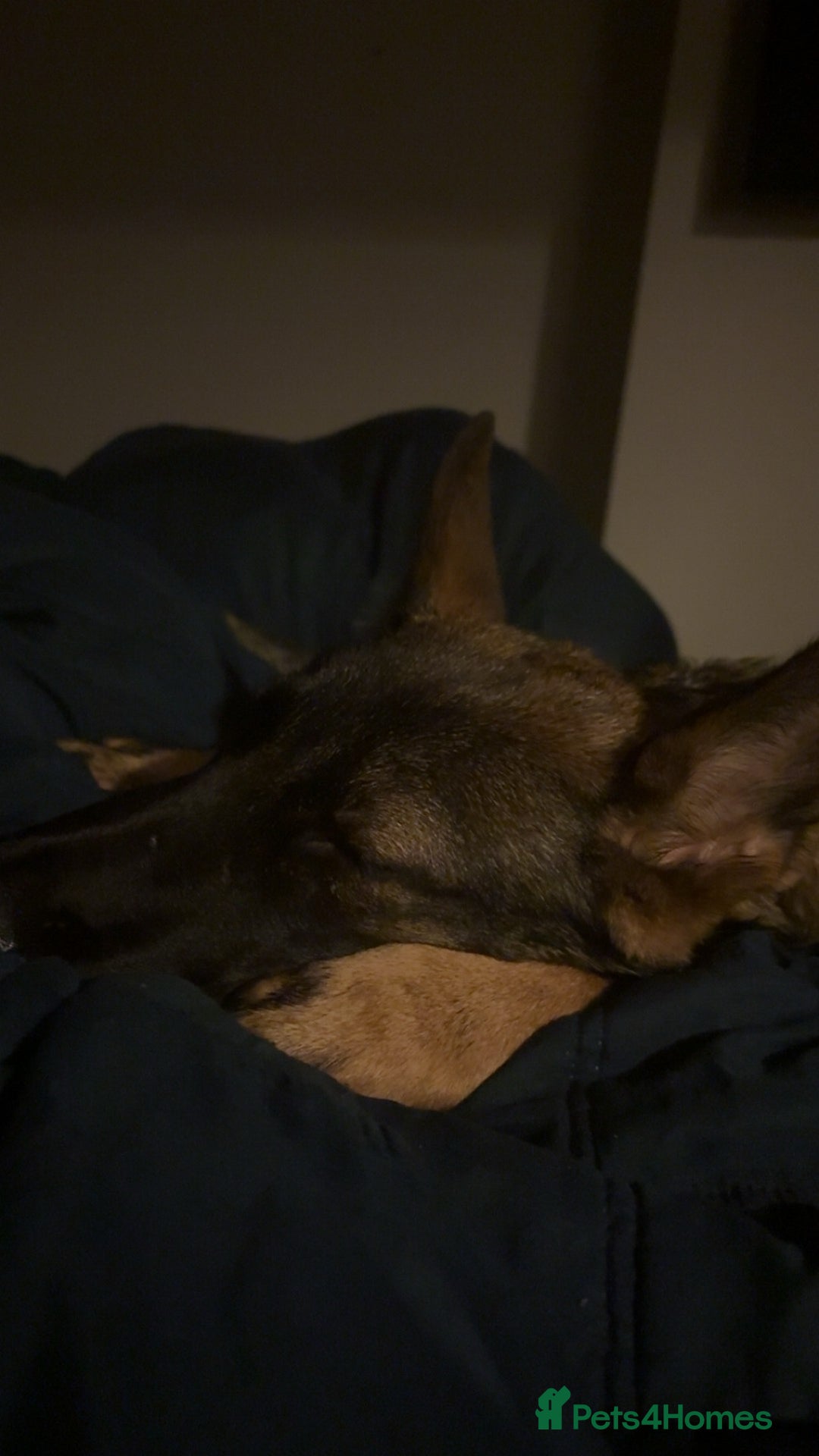 German Shepherd dogs for sale: 6 month old German Shepard  - Image 2