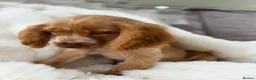 Cocker Spaniel dogs for sale: Show cocker spaniel boy puppies - Advert 6
