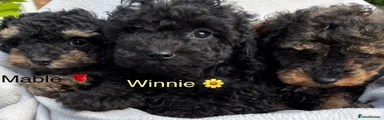 WINNIE 🌹Toy Poodle 2