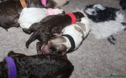 Cockapoo dogs for sale: Waiting list health tested American cockerpoos - Image 18