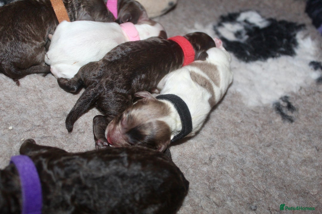 Cockapoo dogs for sale: Waiting list health tested American cockerpoos - Image 18