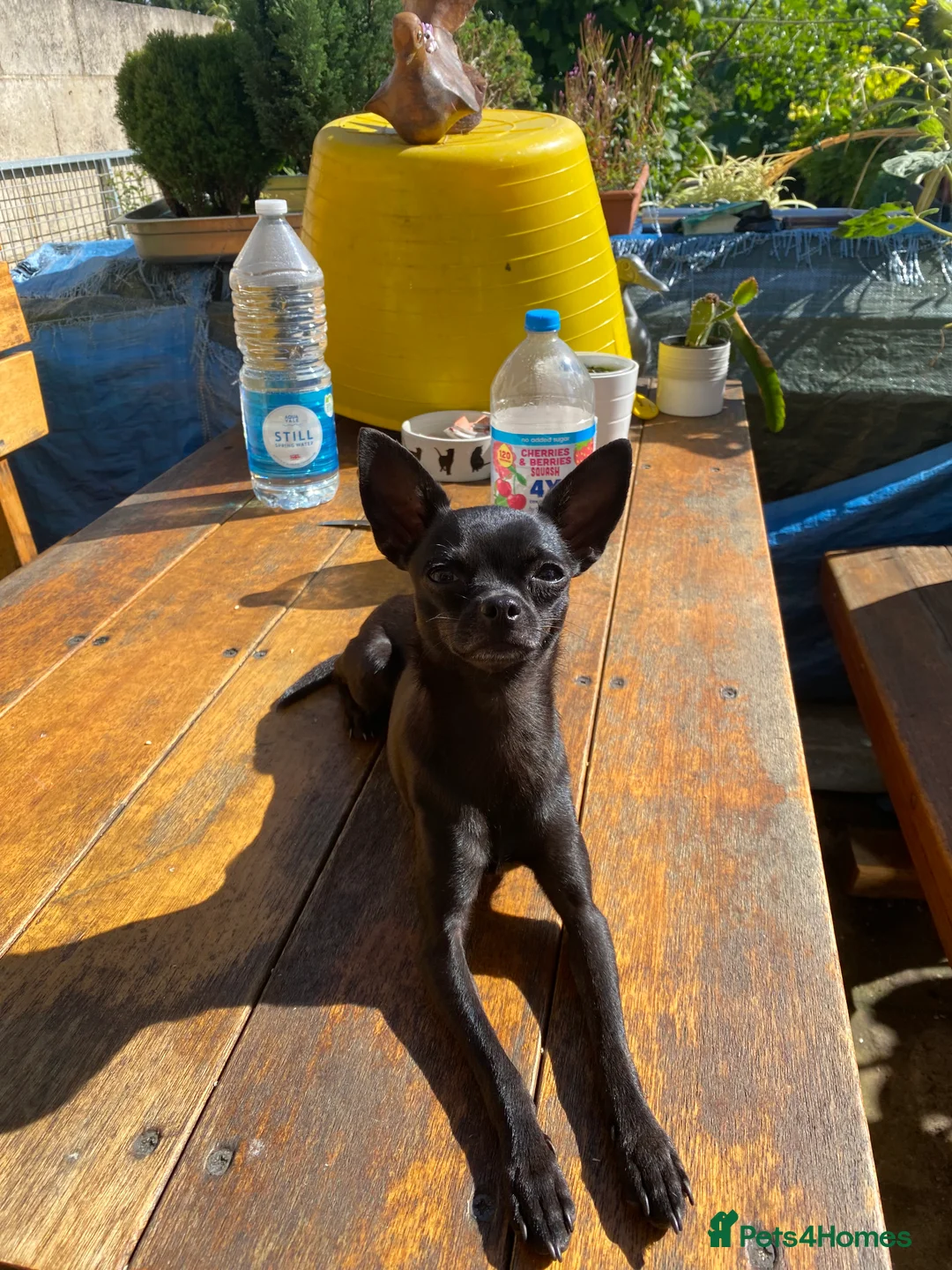 Chihuahua dogs for sale: KC Reg short-hair Chihuahua apple-headed puppies - Advert 16