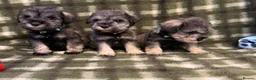 Miniature Schnauzer dogs for sale: K.C miniature schnauzer  - Advert 4