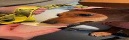 Chiweenie dogs for sale: 9 month old girl - Advert 6