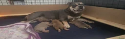 Olde English Bulldogge dogs for sale: Stunning Olde English Bulldogge Pups - Advert 23