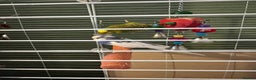Budgerigars birds for sale: 6 Budgies for sale, 2 breeding pairs - Advert 2