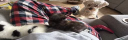 Mixed Breed cats for sale: 3 stunning British shorthair x Turkish van kittens in Rochdale - Advert 11