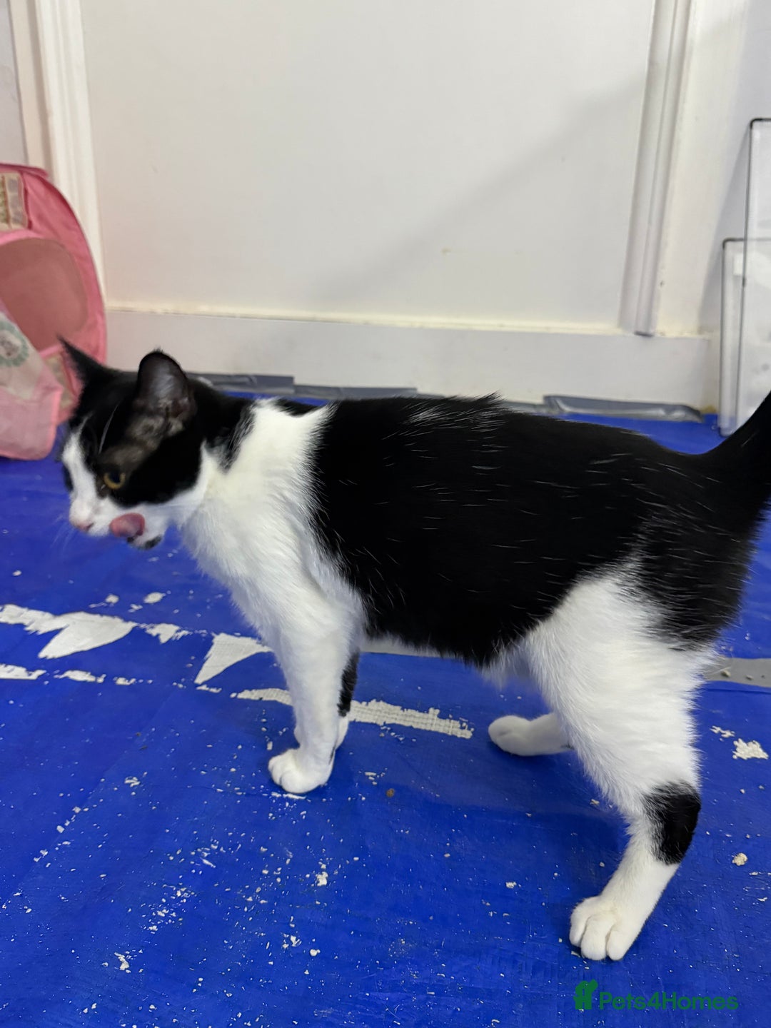 Bengal cats for sale: Bengal Mixed breed - Advert 9