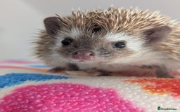 Pygmy Hedgehog rodents for sale: Gorgeous Hoglets!! AVAILABLE/REDUCED!!!! - Image 2