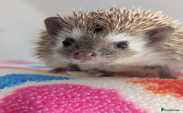 Pygmy Hedgehog rodents - Advert 4