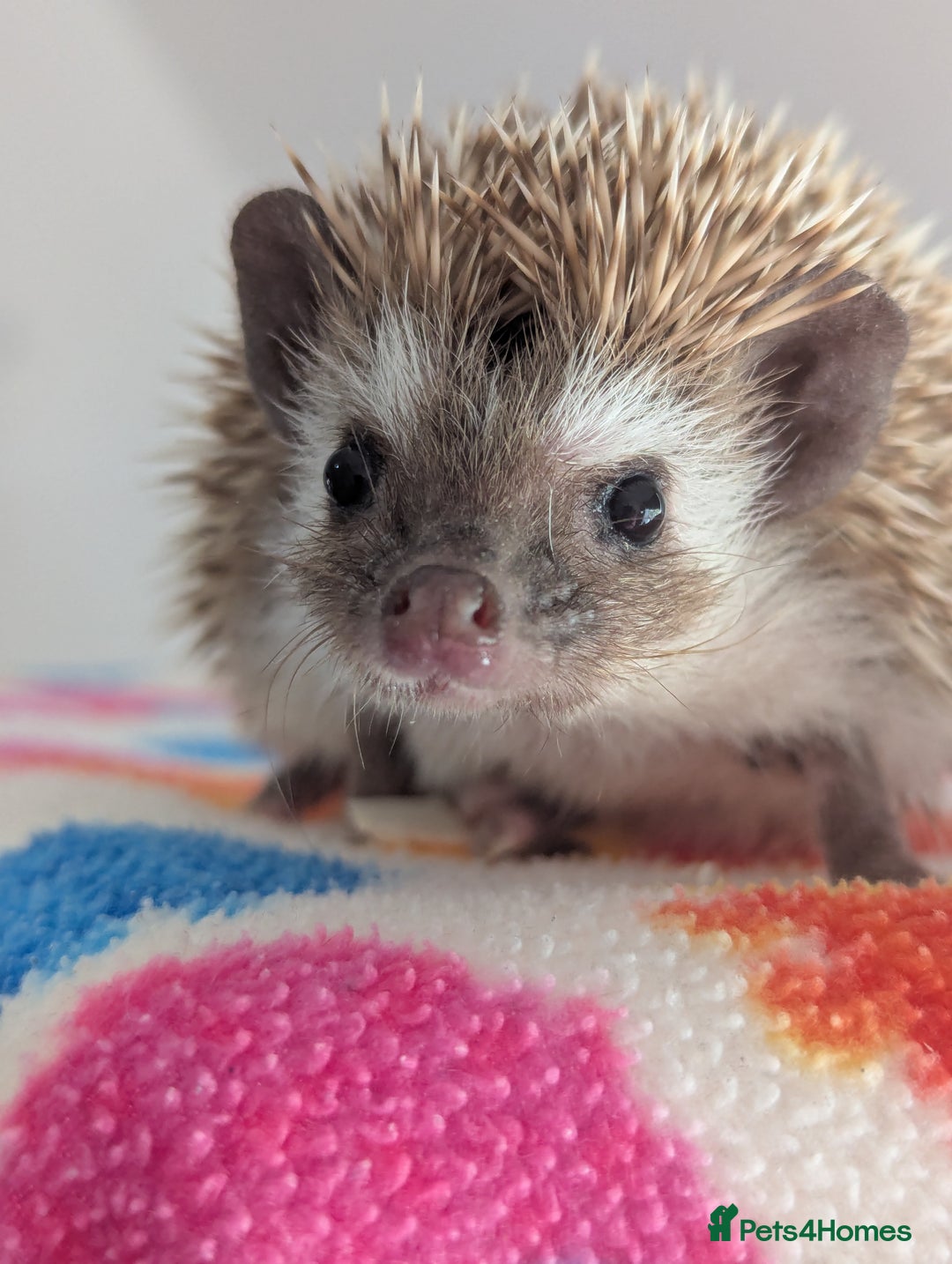 Pygmy Hedgehog rodents for sale: Gorgeous Hoglets!! AVAILABLE/REDUCED!!!! - Image 2