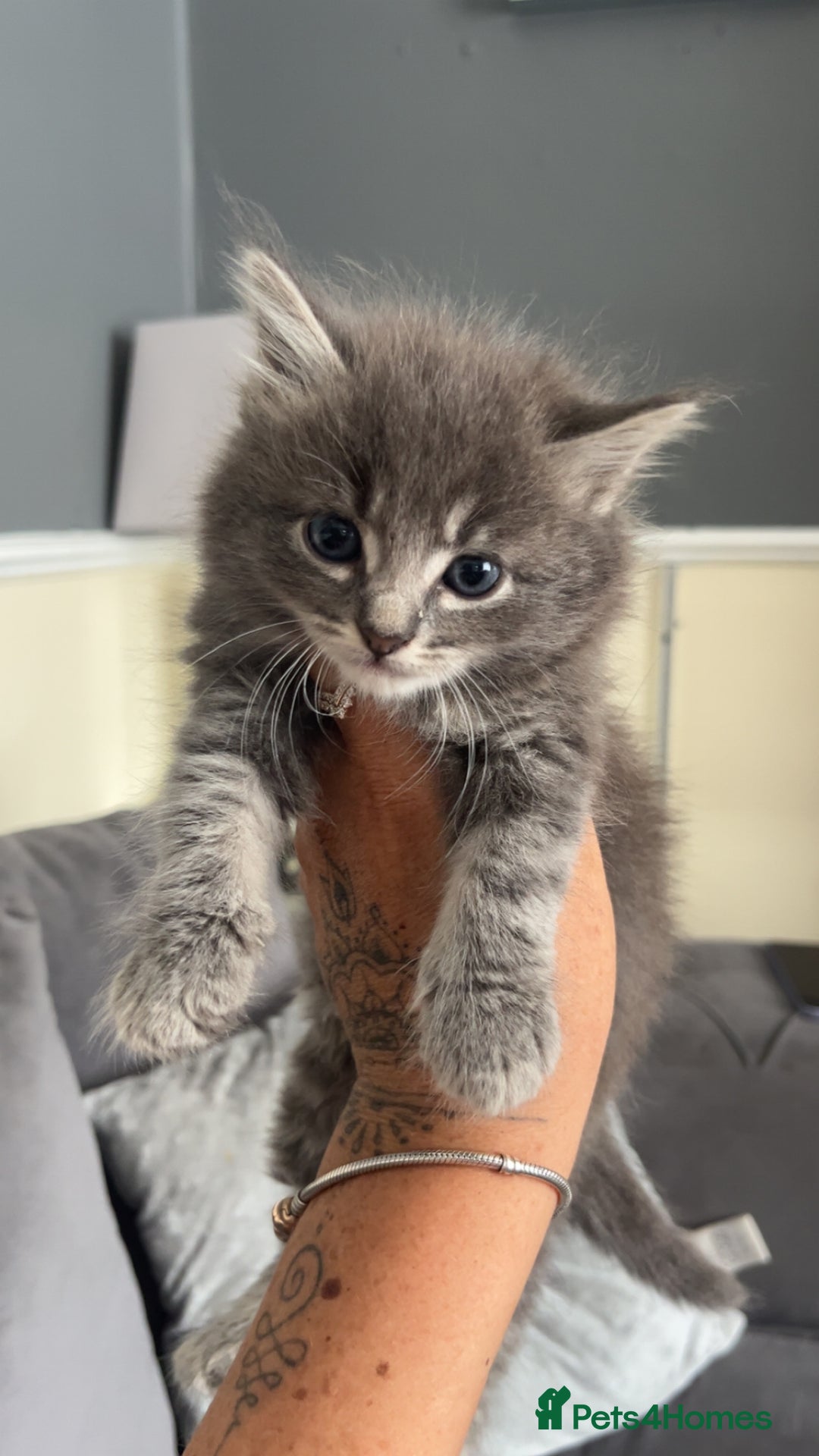 British Shorthair cats for sale: Beautiful British Shorthair Kittens  - Image 4