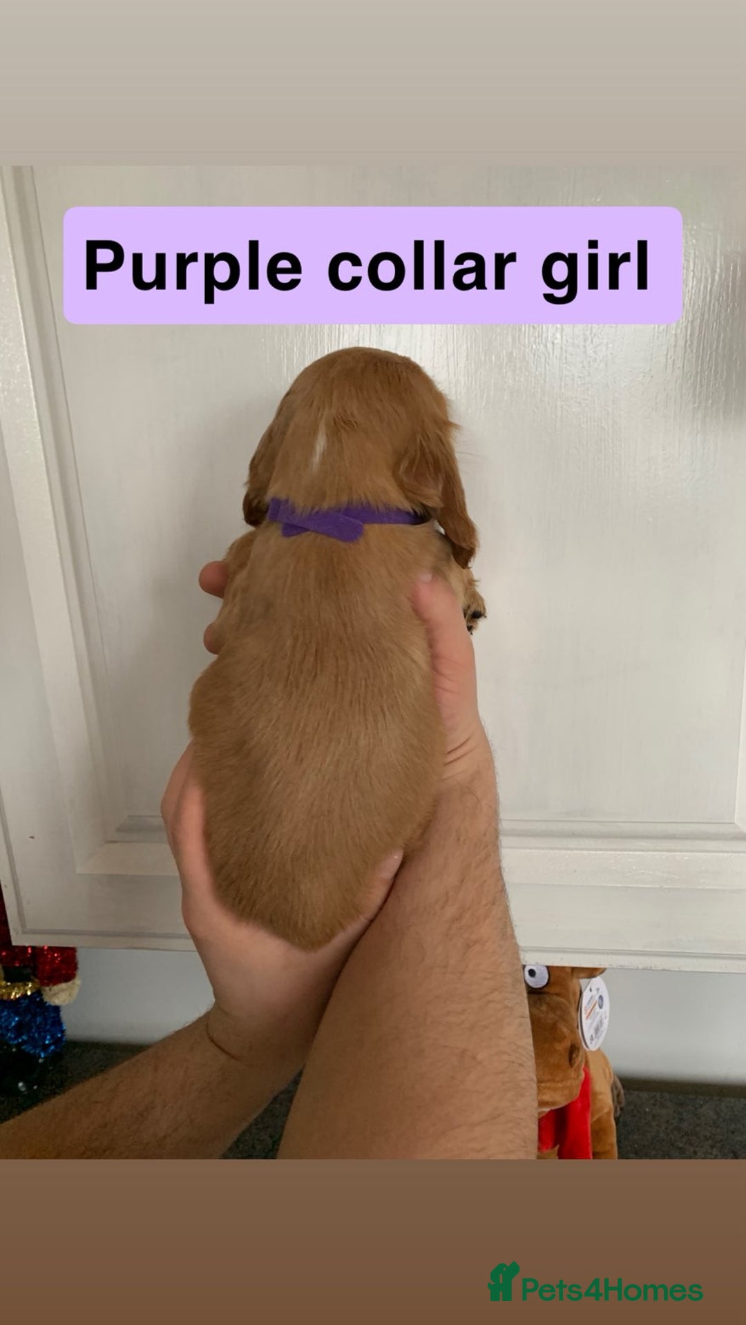 Cocker Spaniel dogs for sale: Showtype cocker spaniels  - Advert 5