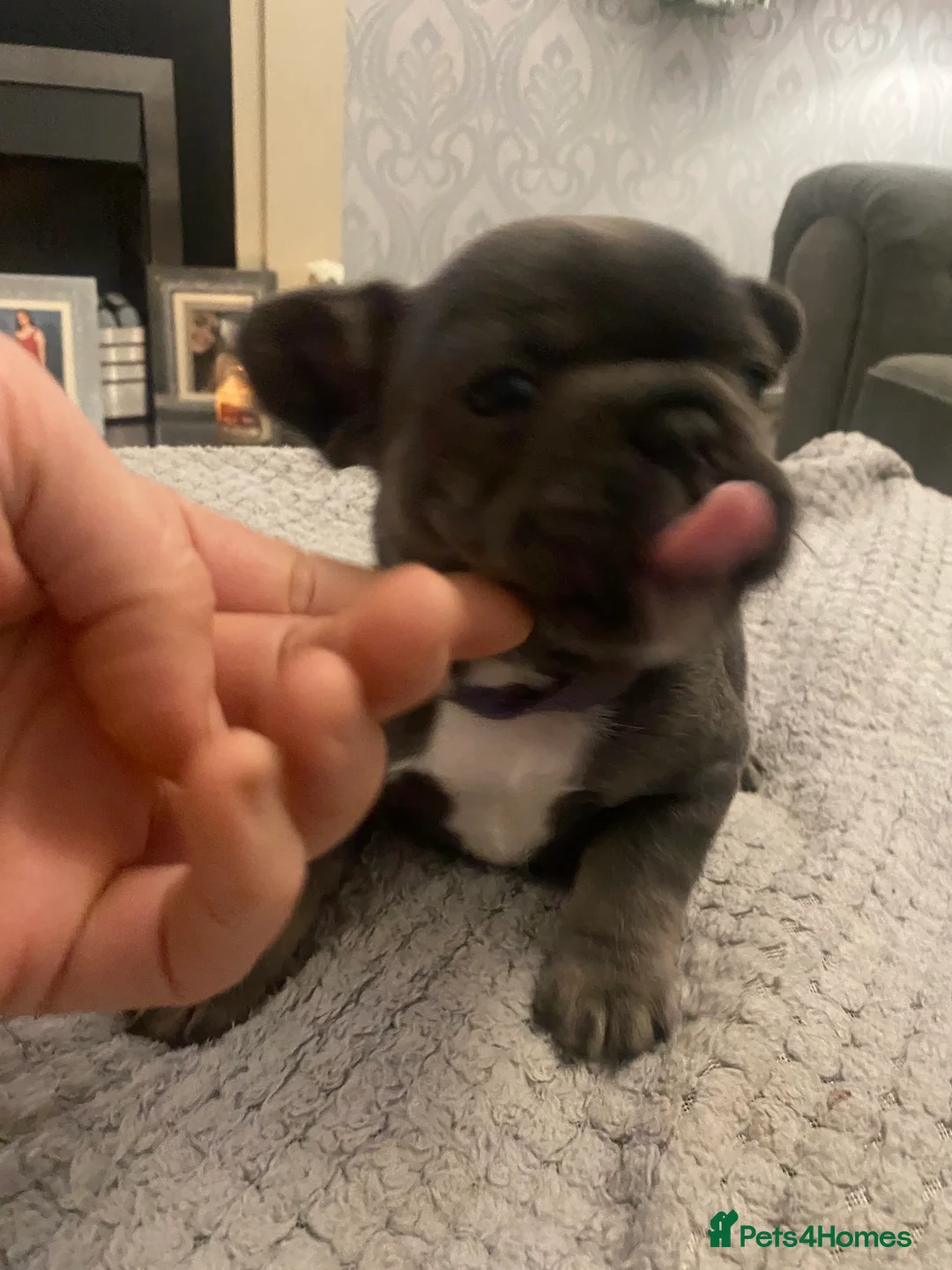 French Bulldog dogs for sale: Stunning chunky French bulldog pups  - Advert 19