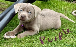 Labrador Retriever dogs for sale: Beautiful Silver Labrador pups  - Image 4