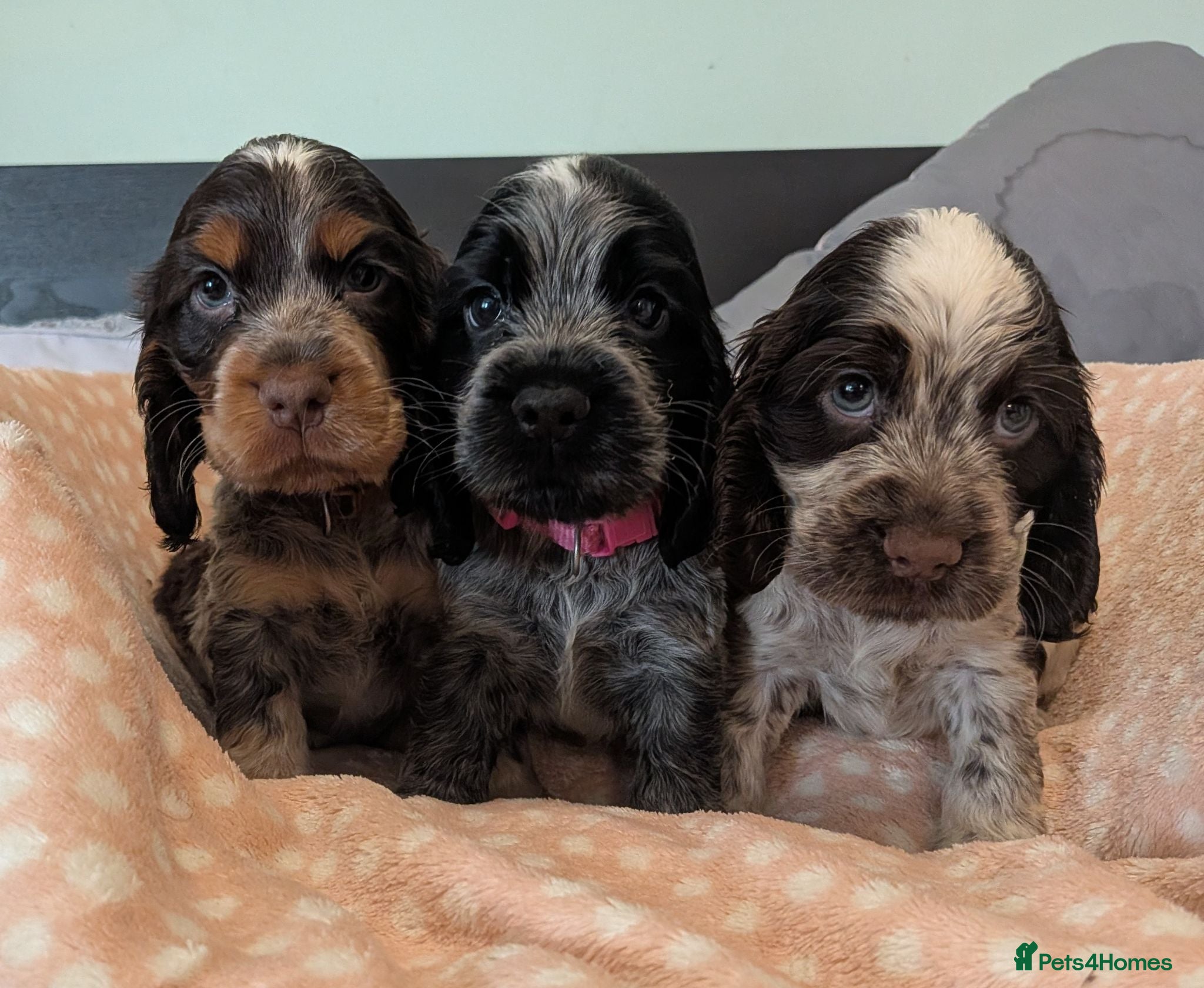 Cocker Spaniel dogs KC Show Cocker Spaniel Pups Health Tested Parents - Advert 1