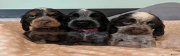 Cocker Spaniel dogs for sale: KC Show Cocker Spaniel Pups Health Tested Parents - Advert 1