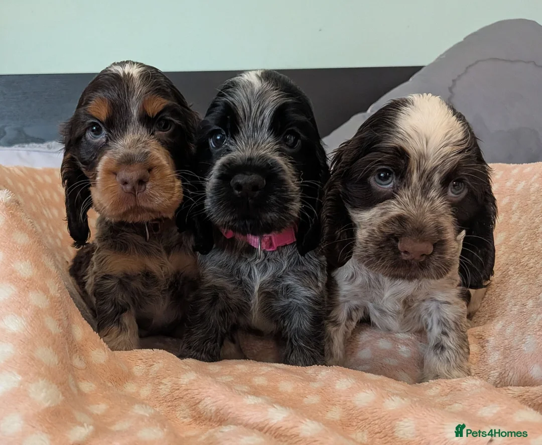 Cocker Spaniel dogs for sale: KC Show Cocker Spaniel Pups Health Tested Parents - Advert 1