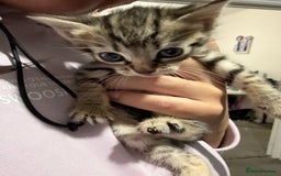 British Shorthair cats for sale: Kittens for sale - Image 8