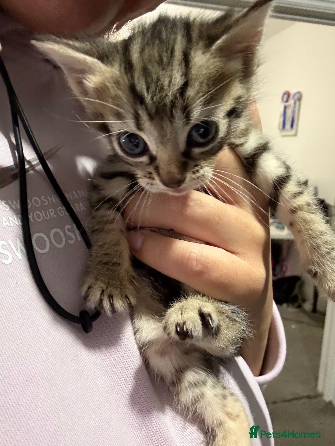 British Shorthair cats for sale: Kittens for sale - Image 8