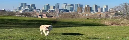 Labradoodle dogs for sale: 🐾 Homebred F2B Labradoodle Puppies 🐾 - Advert 6
