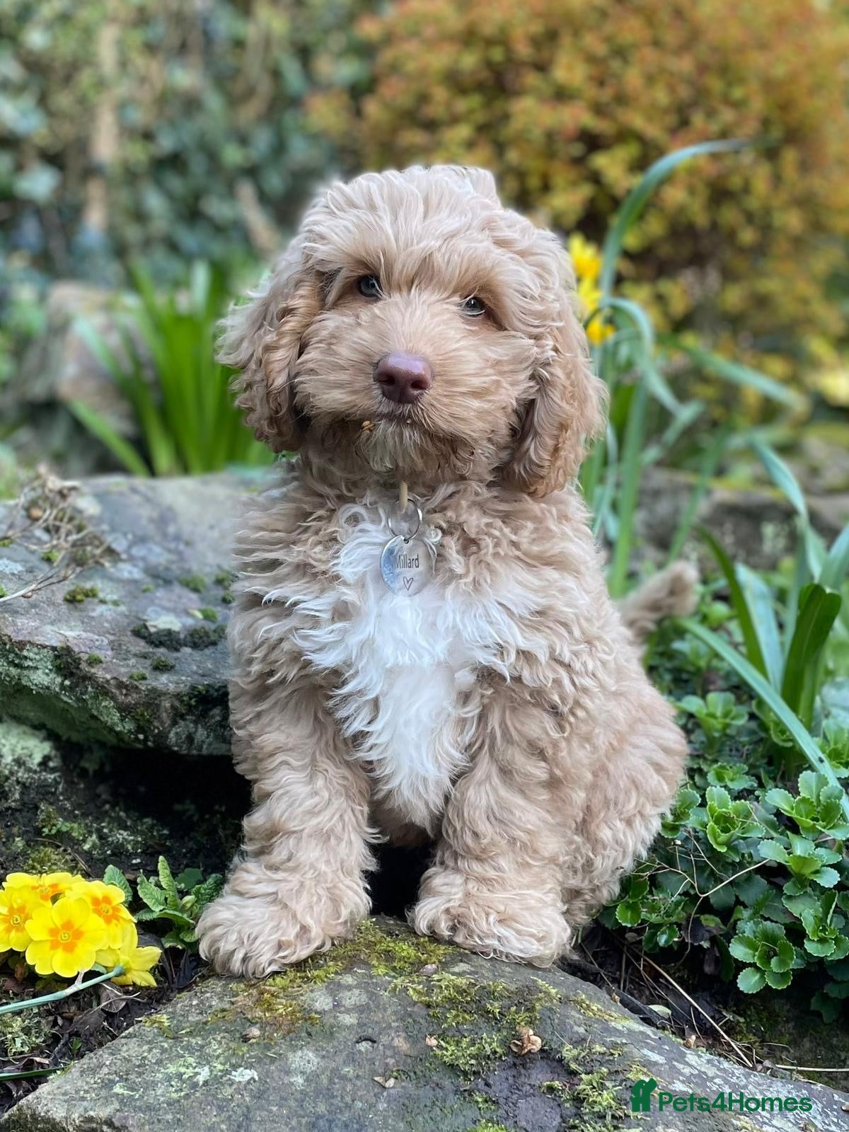 Australian Labradoodle dogs Multigen Australian Labradoodle - Advert 1