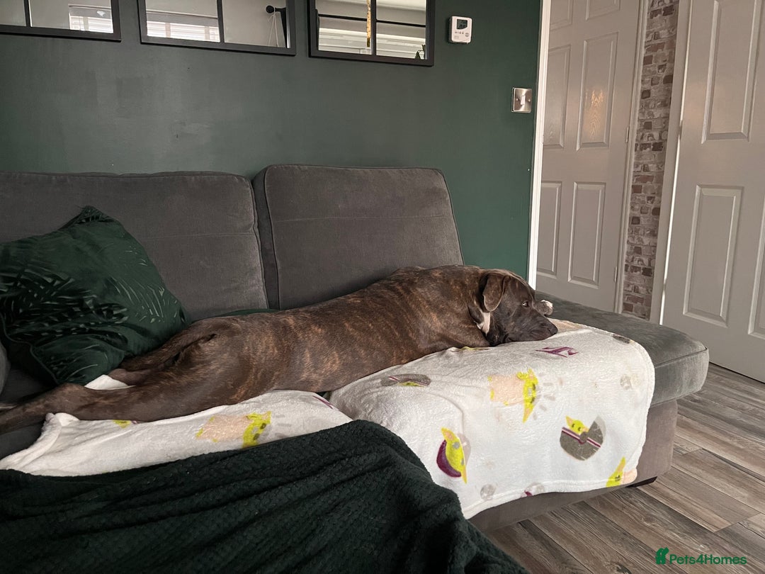 Mixed Breed dogs for sale: Corso/mastiff mix breed - Advert 8