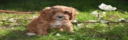 Cavapoo dogs for sale: Ready Now F1 Toy Cavapoo Puppies Health Tested - Advert 3