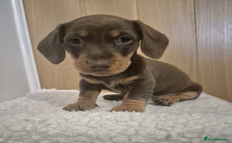 Miniature Dachshund dogs - Advert 2