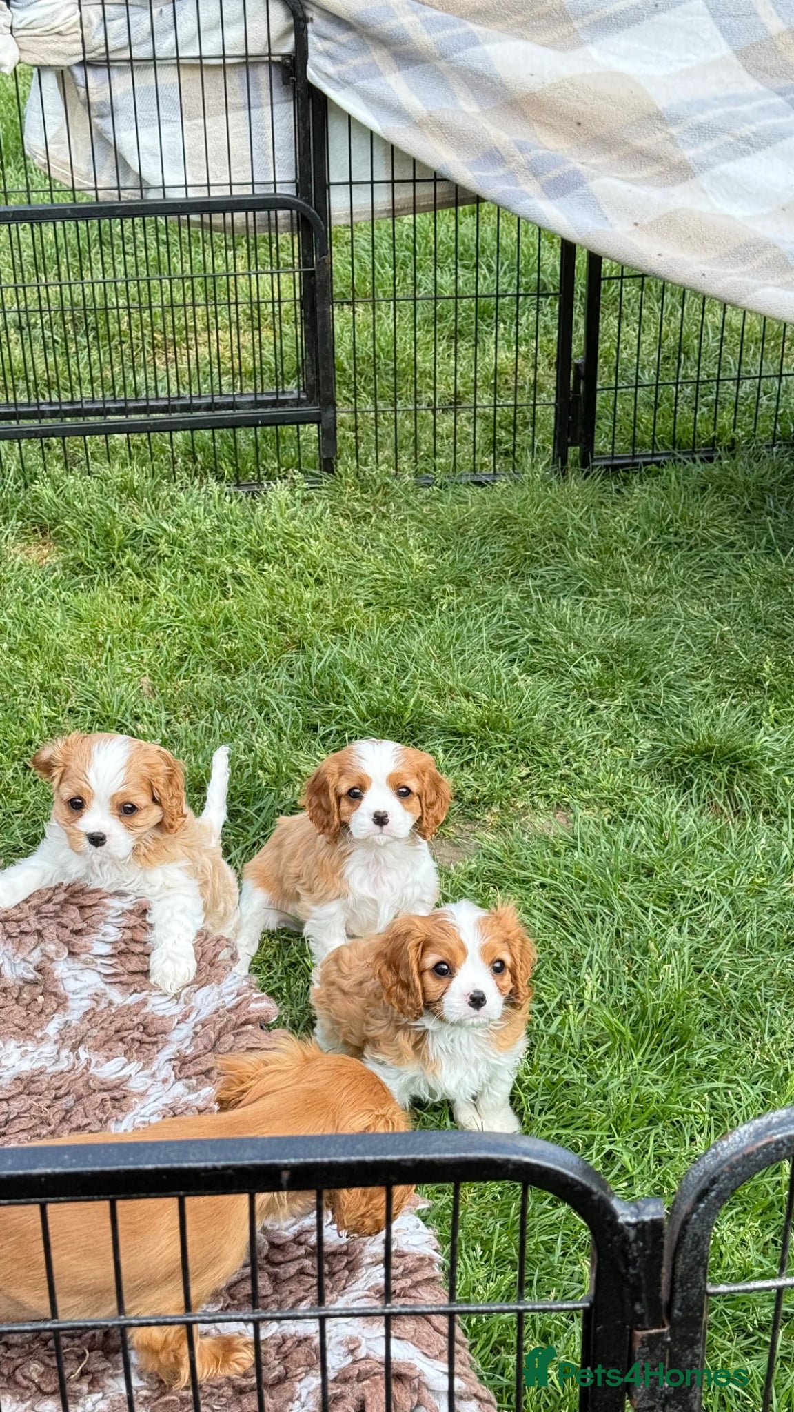 Cavalier King Charles Spaniel dogs for sale: Health tested Blenheim male puppy  - Advert 4