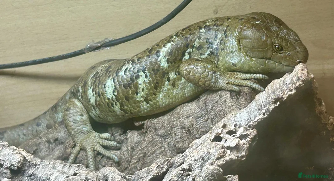 Skink reptiles for sale: Prehensile Tailed Skink - Advert 2