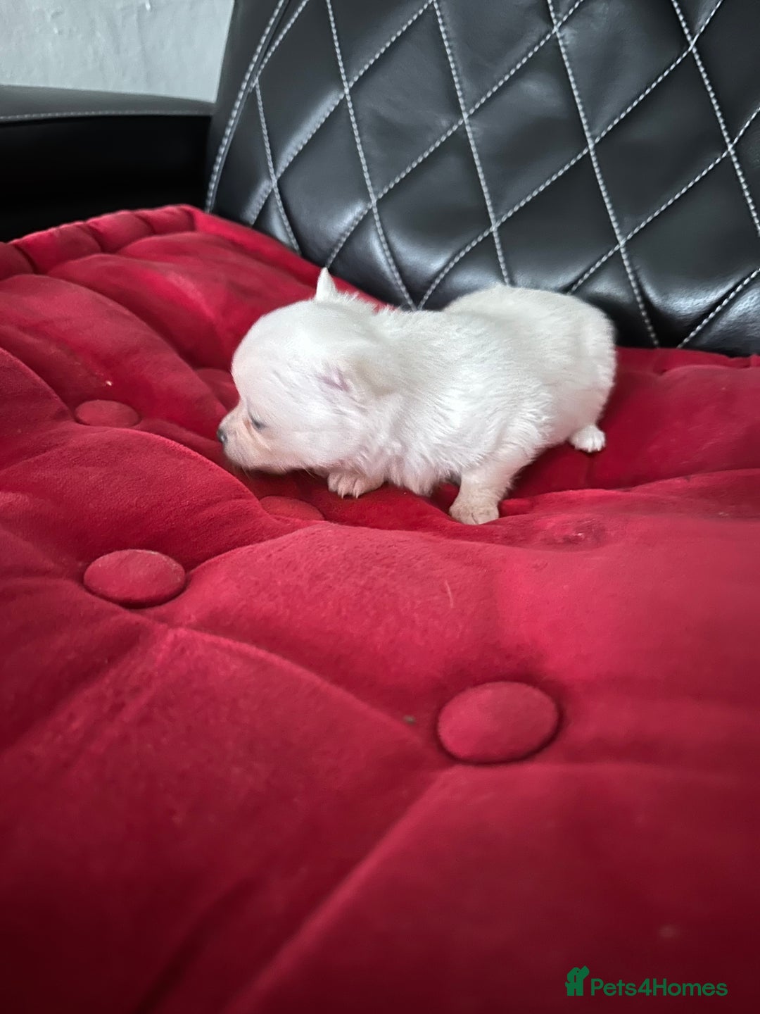 Pomchi dogs for sale: Tiny Pomchi - Image 17